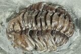 Curled Flexicalymene Trilobite Fossil - Indiana #287643-2
